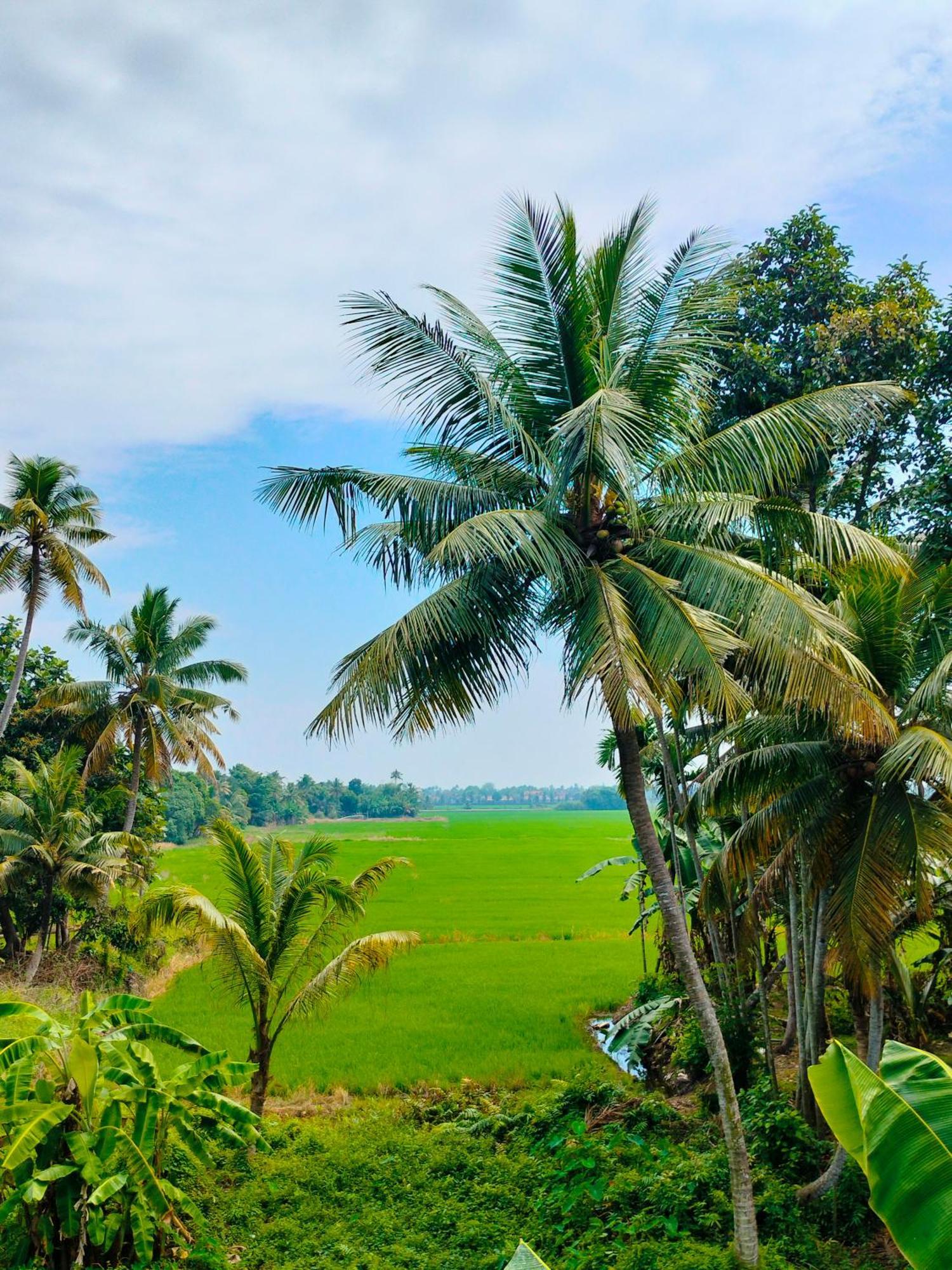 Paddy N Canal Homestay Alappuzha ภายนอก รูปภาพ